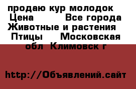 продаю кур молодок. › Цена ­ 320 - Все города Животные и растения » Птицы   . Московская обл.,Климовск г.